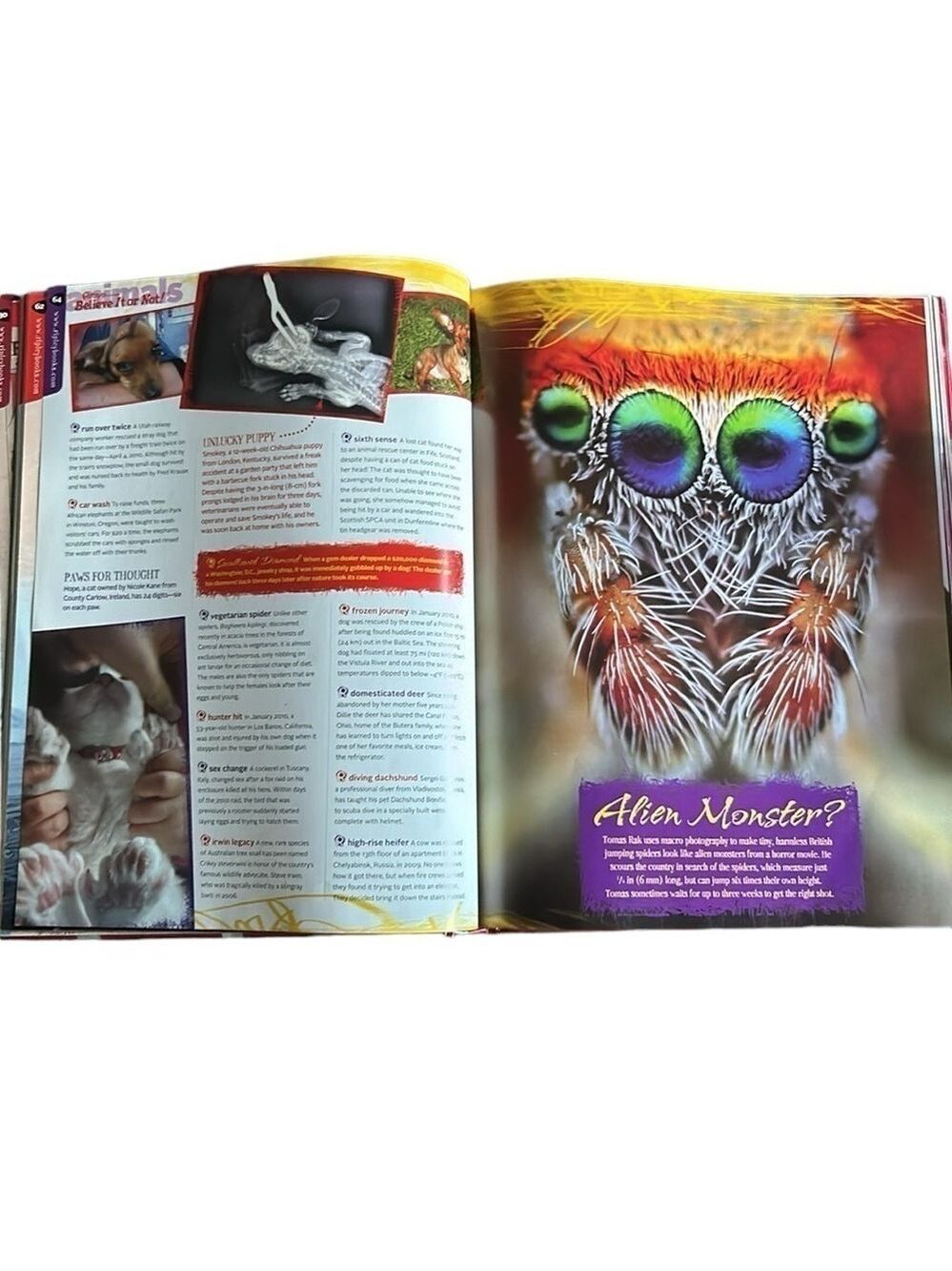 Ripley's Believe It Or Not! Strikingly True Book by Ripley Publishing - Picture 8 of 14